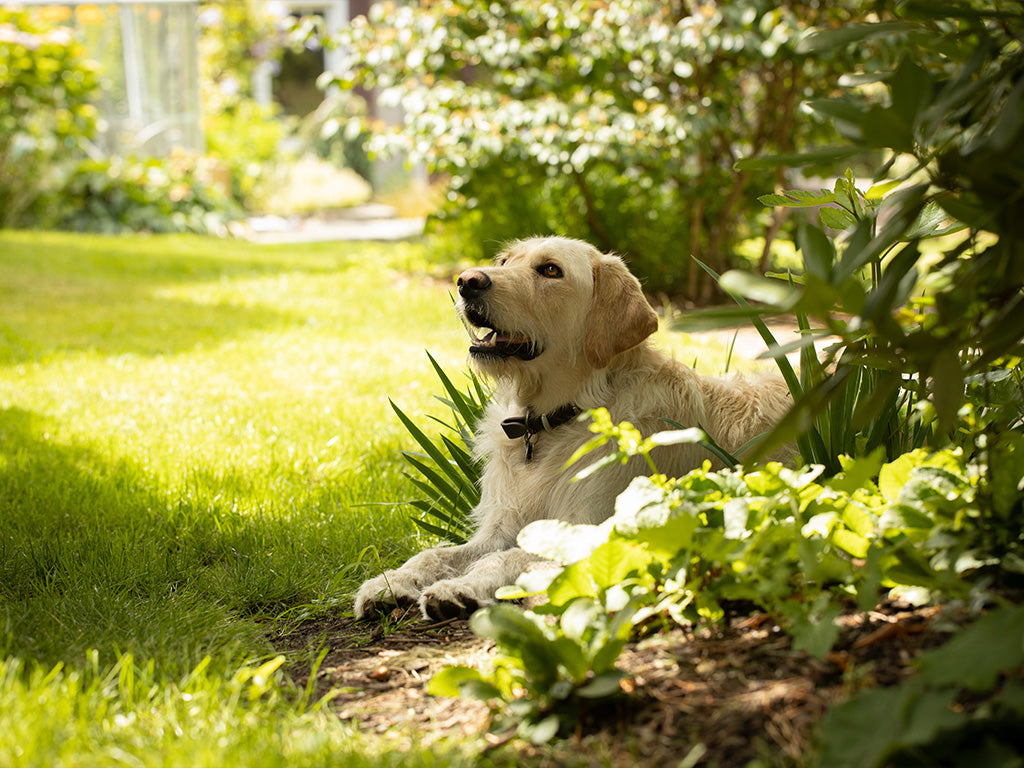 Spring Safety Checklist: Keeping Your Dog Safe