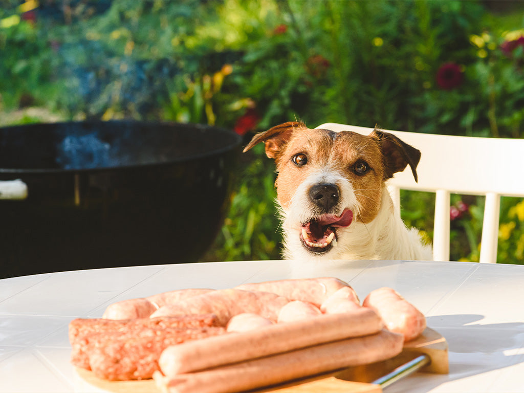 Pet Fire Safety for Summer BBQs