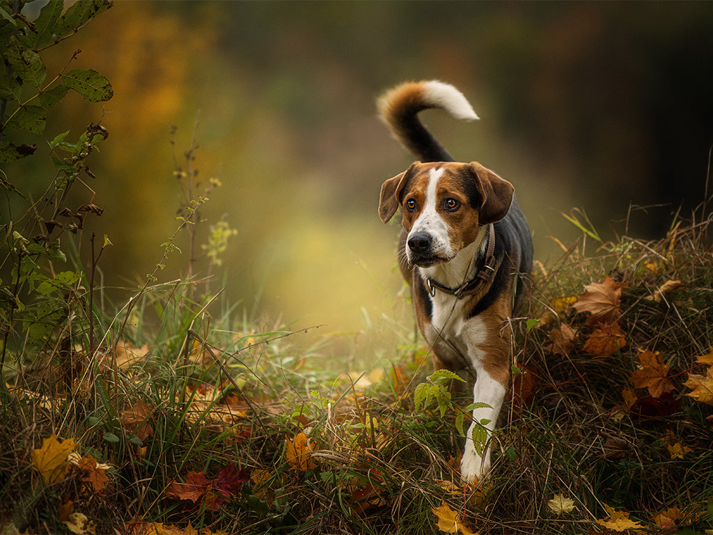 A-Corny Mistake? Autumn Dangers to Watch Out For on Walks
