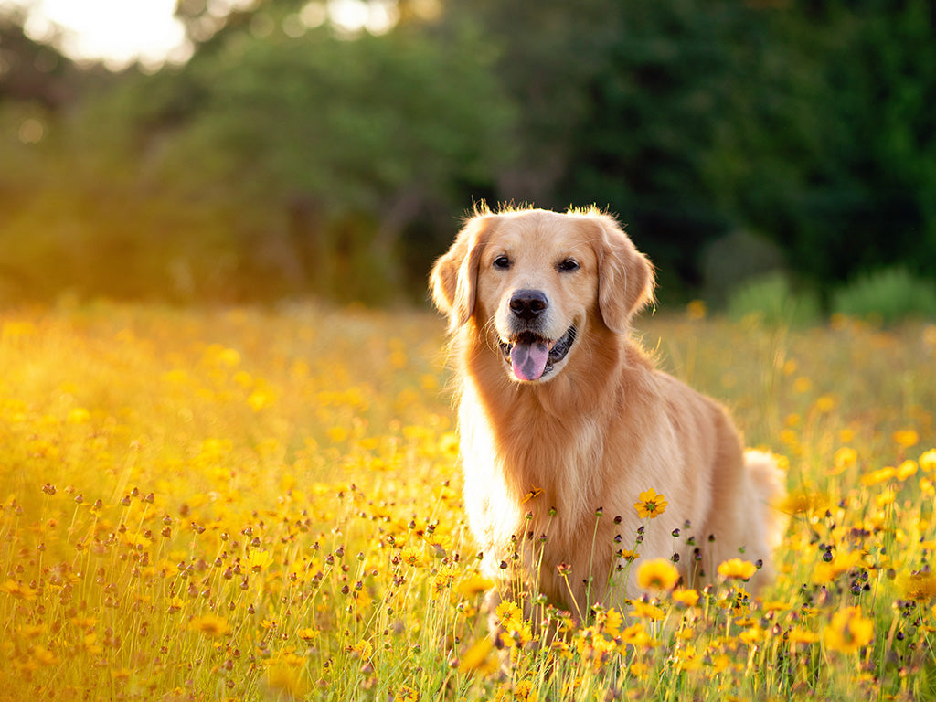 Spring's Scratchy Show: Seasonal Allergies in Dogs