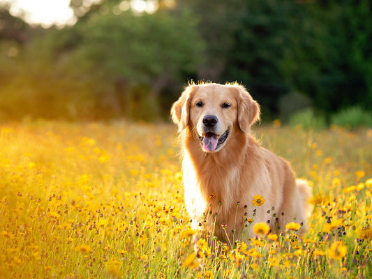 Spring's Scratchy Show: Seasonal Allergies in Dogs