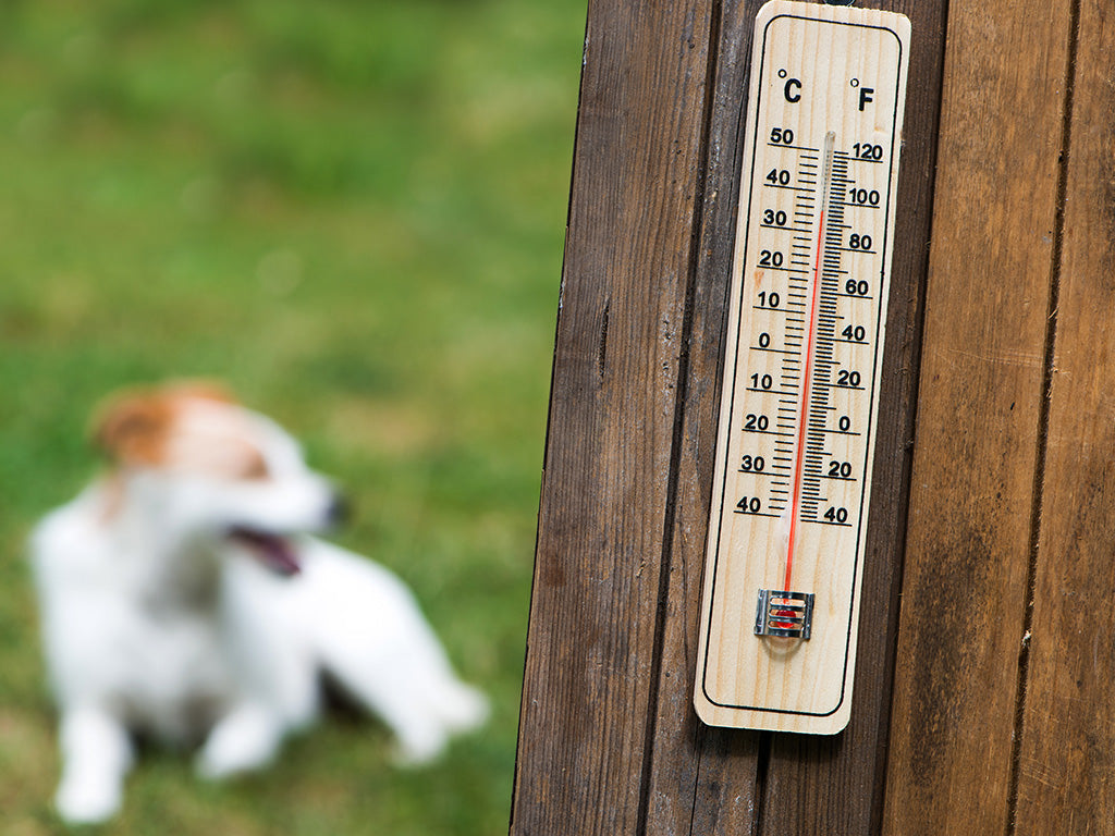 Essential Tips to Prevent Heatstroke in Dogs