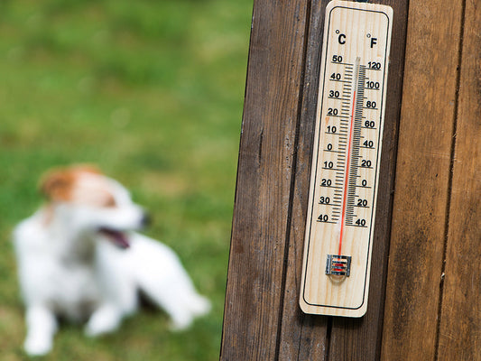 Essential Tips to Prevent Heatstroke in Dogs