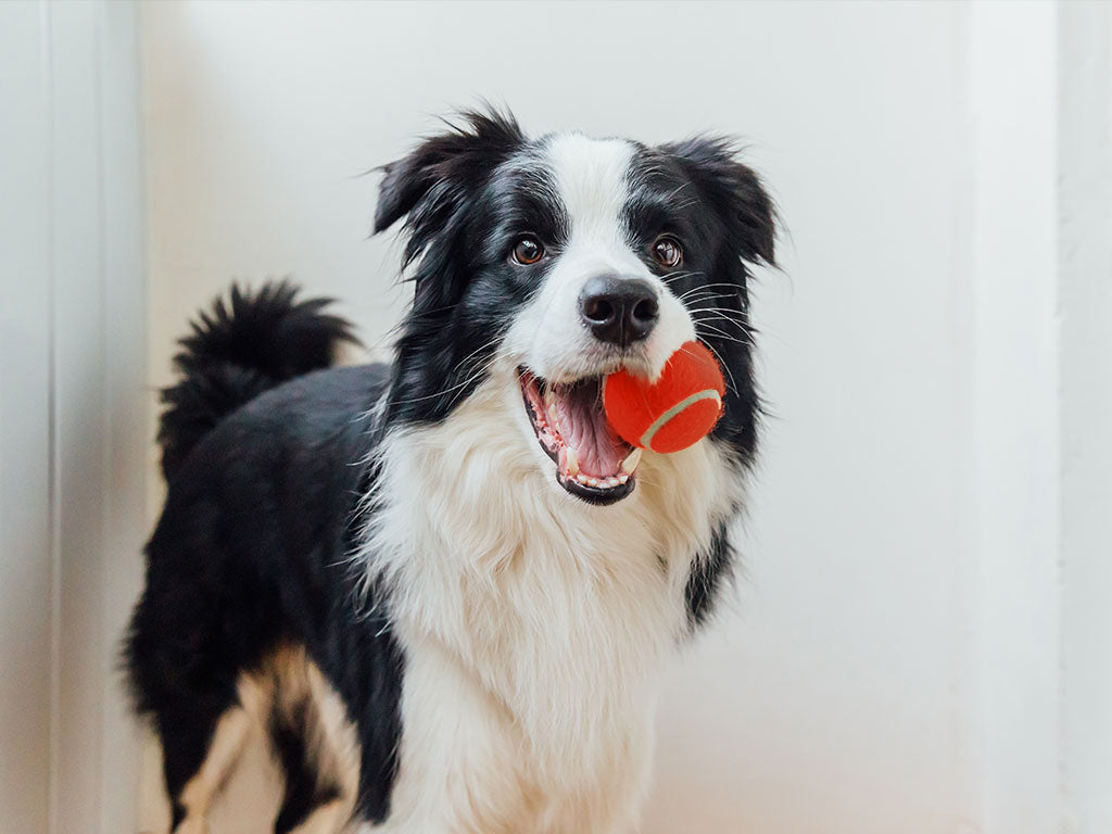 Beyond the Walk: Indoor Fun for Your Dog This March