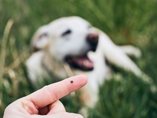 Protect Your Pet from Summer Pests