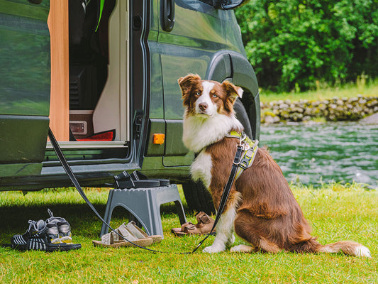 Summer Road Trips - Tips for Travelling with Your Dog