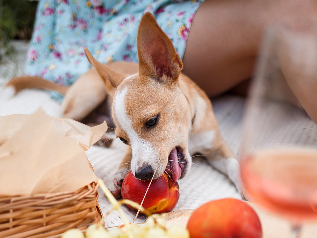 The Paw-fect Picnic: Human-Grade Treats and Travel Tips