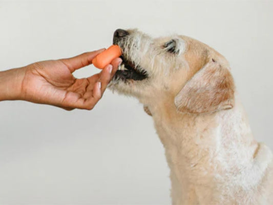Top 10 Superfoods for Dogs: Boosting Health and Vitality