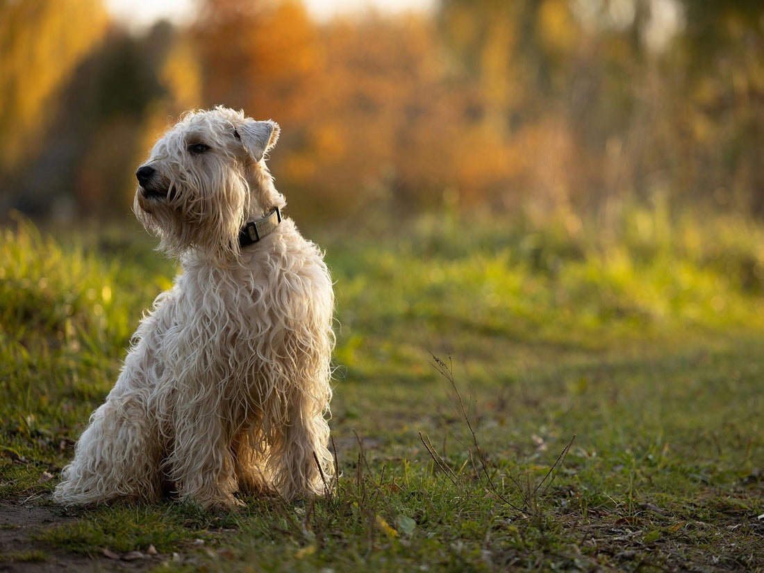 The Power of Quality Ingredients in Your Dog's Food
