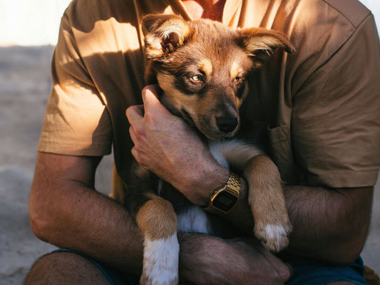 Understanding Your Dog's Nutritional Needs: A Guide for Pet Parents