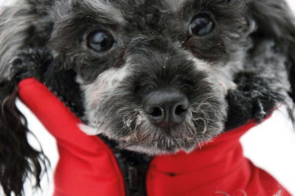 Your Winter Walkies - Dogs can get cold too, just like us.