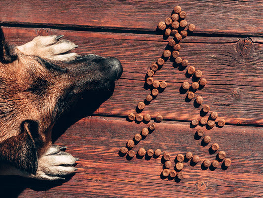 Festive Foods – Safe Holiday Treats for Your Dog