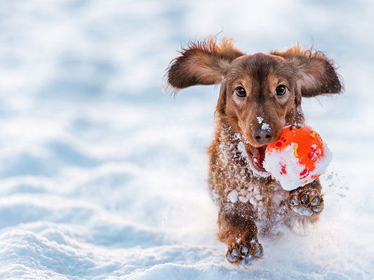 Keeping Your Dog Healthy and Happy
