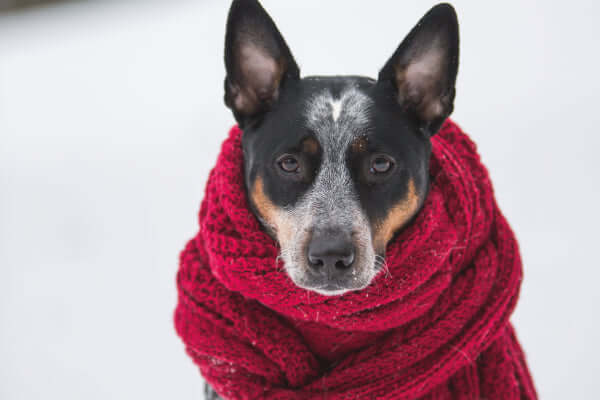 Things to do with your dog during the winter