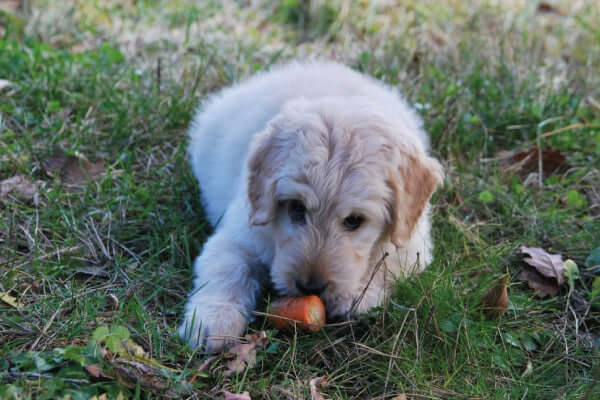 The Health Benefits of Carrots for Dogs