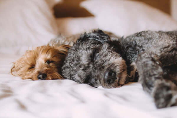 What you need to know about how dogs sleep