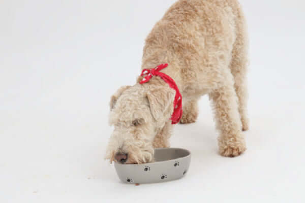 A Pup's Guide to Christmas Dinner
