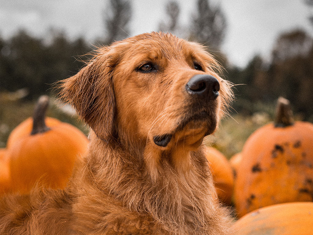 Why Pumpkin Is Great for Dogs!