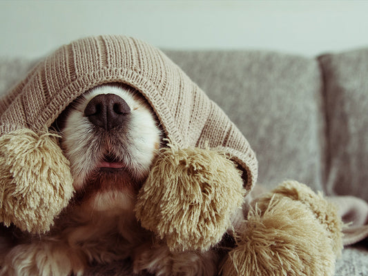 From Spooks to Snacks: Keeping Your Pet Safe and Calm This Halloween and Bonfire Night