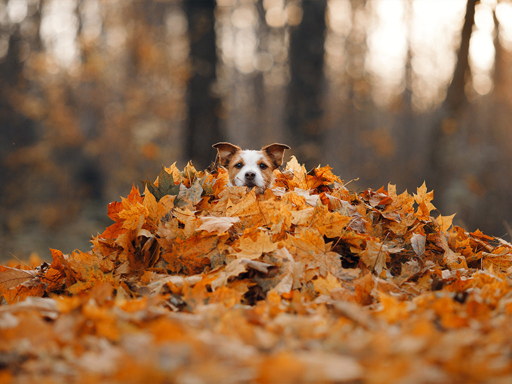 Adjusting Your Pet's Diet for Less Active Days