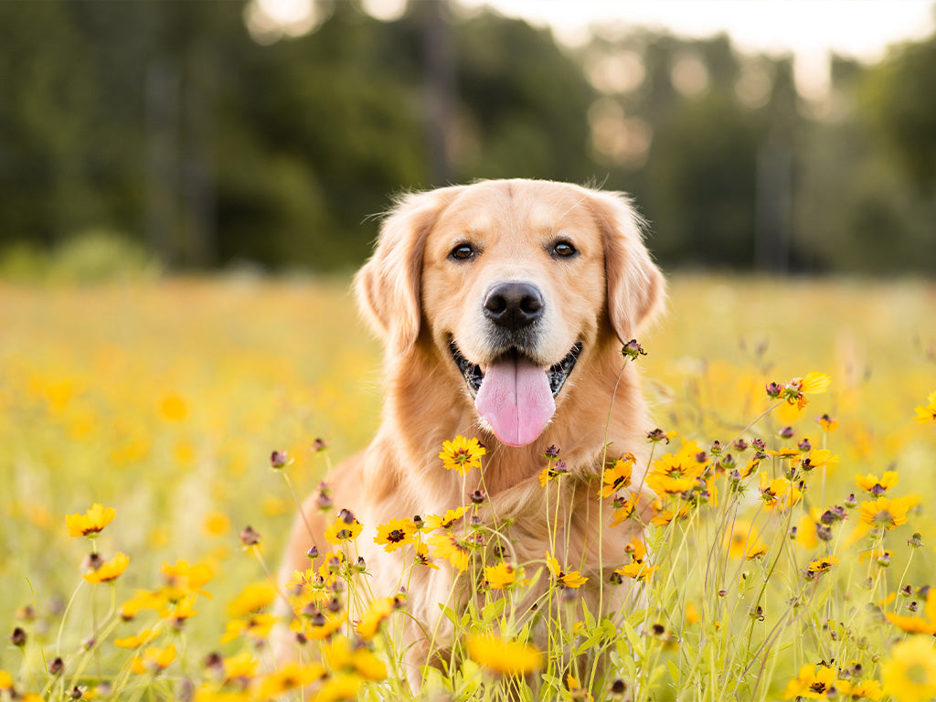 Safe Summer Fun with Your Canine Companion