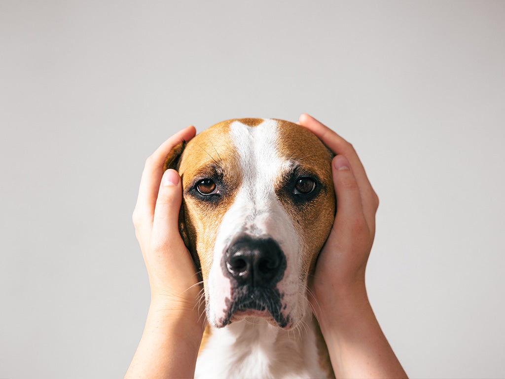 Helping Your Dog with Summer Noise Anxiety
