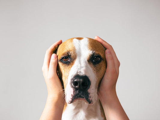 Helping Your Dog with Summer Noise Anxiety
