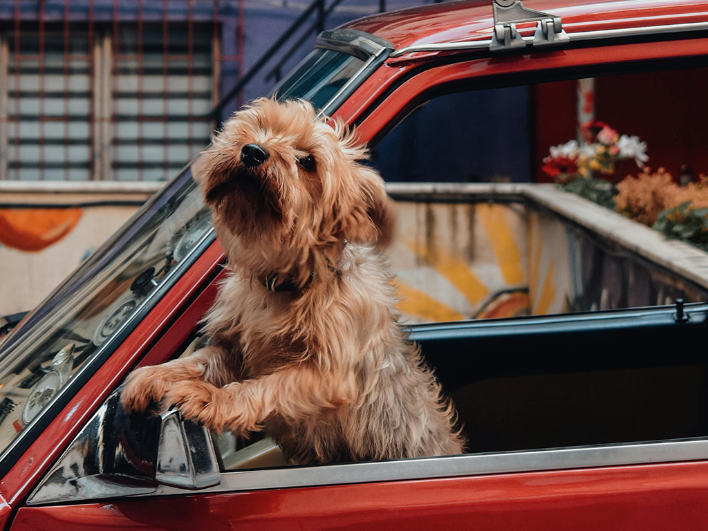 Travelling with Pets: Essential Tips for Stress-Free Journeys