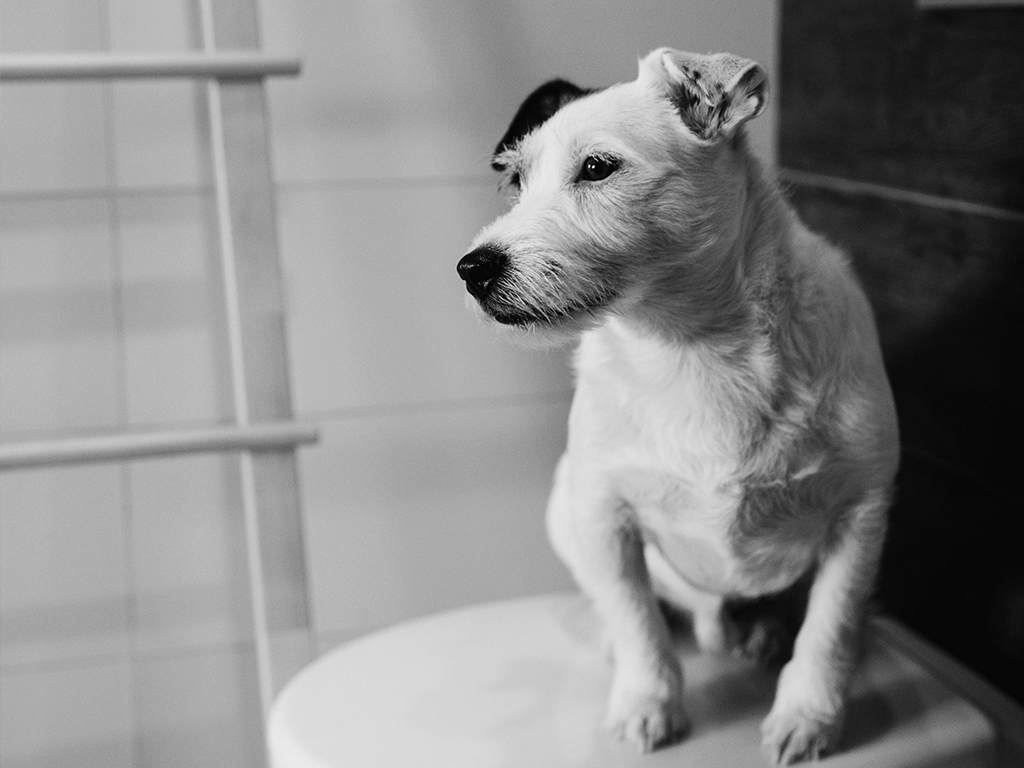 Struggling with Toilet Training Your Dog?
