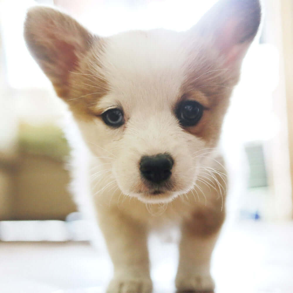 cute-puppy