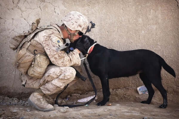 Never Forget: Remembering our Canine Heroes