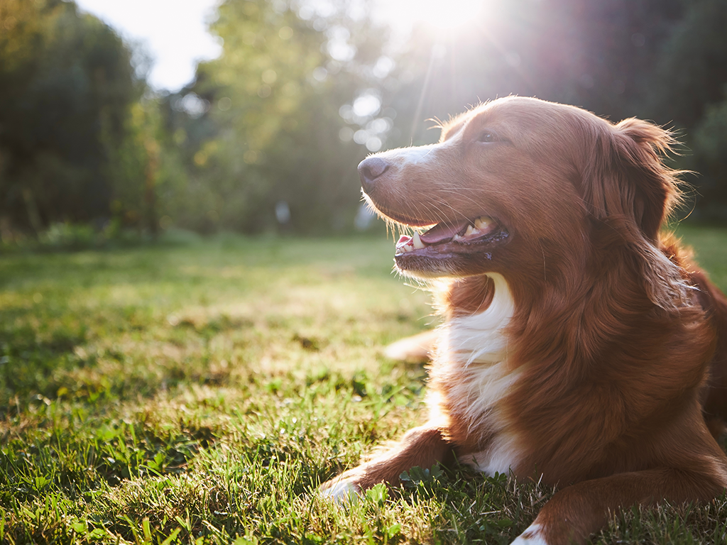 5 Reasons Why Your Dog Deserves Premium Nutrition