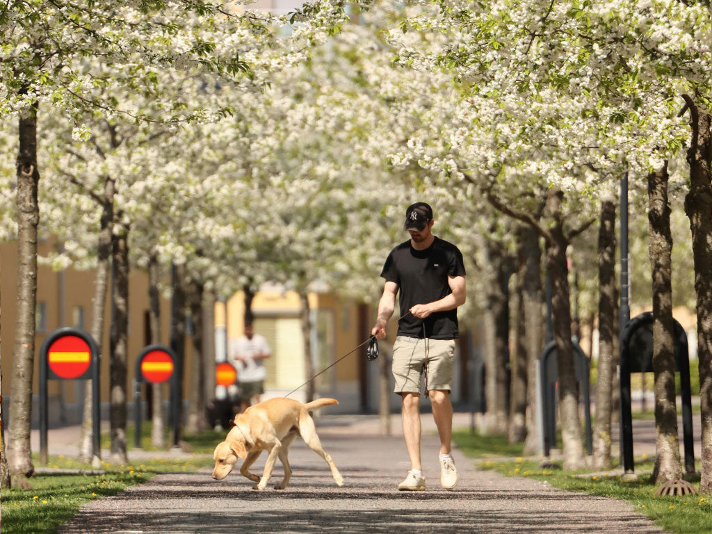 Urban Living with Dogs: Challenges and Solutions