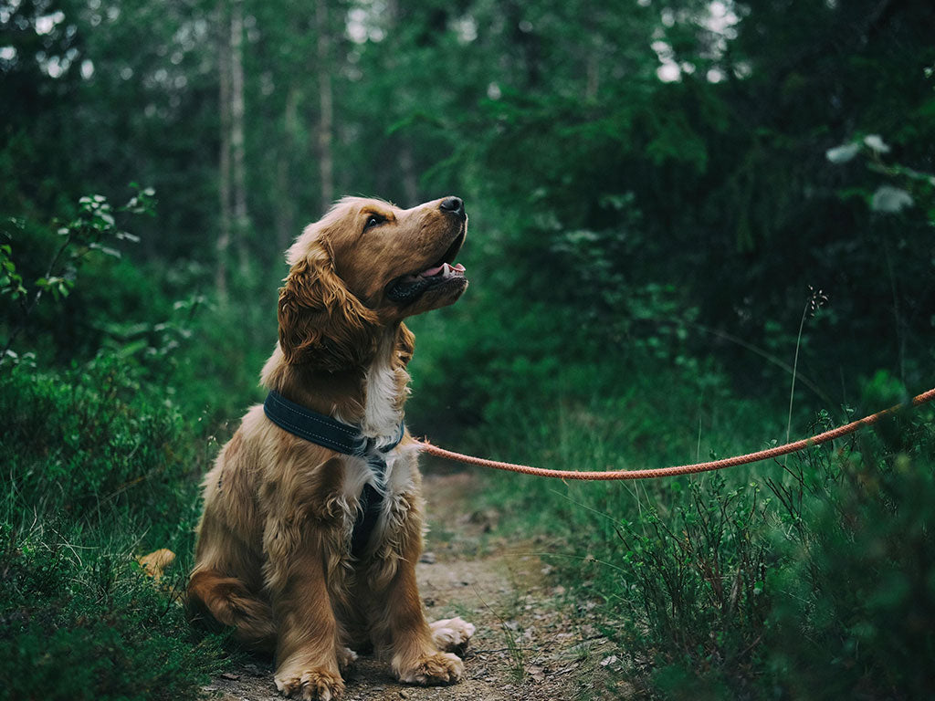 Easy Ways to Stop Your Dog Pulling on Their Lead