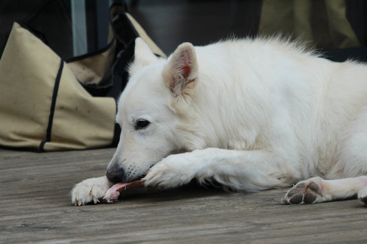 The Role of Protein in Your Dog's Diet: What You Need to Know