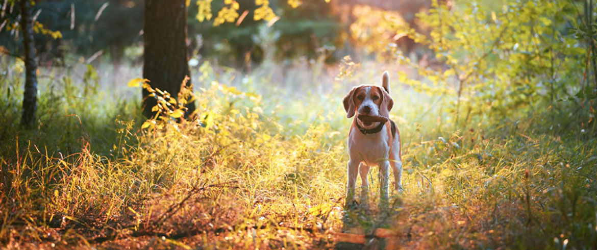 dog standing in sunlight forest